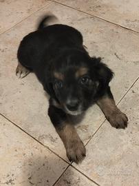 Cuccioli di cane meticci svezzati taglia piccola