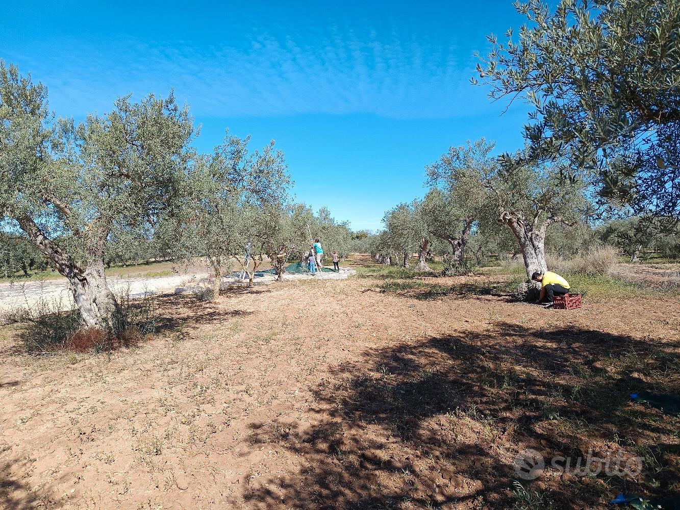 uliveto tonda iblea - Vista 2