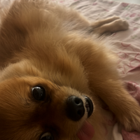 Spitz pomerania per Monta