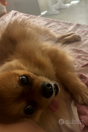 Spitz pomerania per Monta