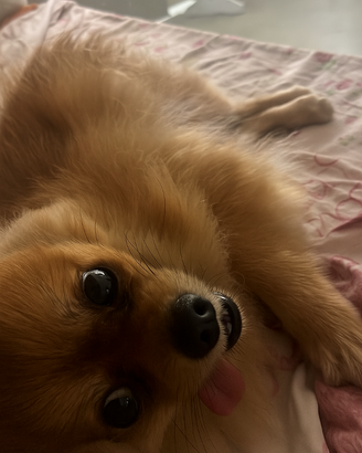 Spitz pomerania per Monta