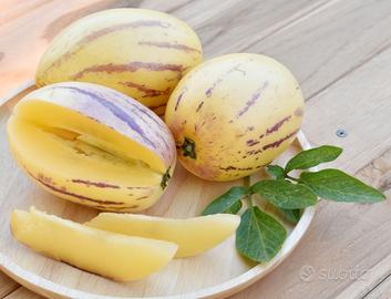 10x piante Melone Pepino Solanum muricatum