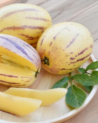 10x piante Melone Pepino Solanum muricatum