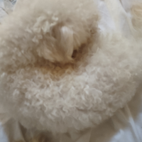 Barboncino bichon toy