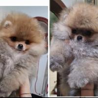 Cuccioli spitz di Pomerania