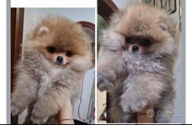 Cuccioli spitz di Pomerania