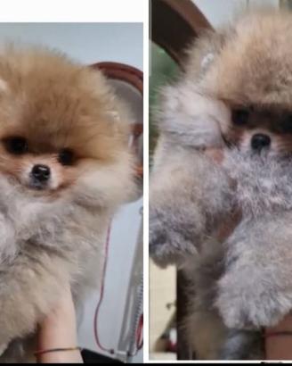 Cuccioli spitz di Pomerania