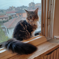 Cuccioli di Maine Coon