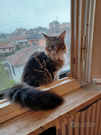 Cuccioli di Maine Coon