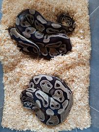 1.1 python regius Axantici poss het clown 