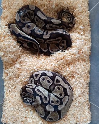 1.1 python regius Axantici poss het clown 