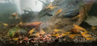 neo caridine davidi Yellow fire