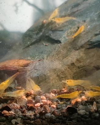 neo caridine davidi Yellow fire