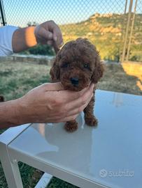 Barboncino Toy Red