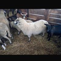 Pecora Montone agnello