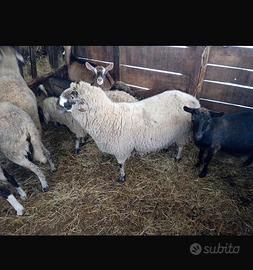 Pecora Montone agnello