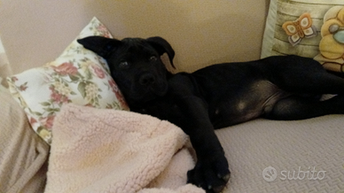 Cane corso
