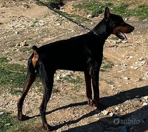 Dobermann per monta
