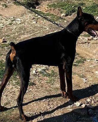Dobermann per monta
