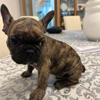 Bulldog francese