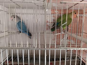 Inseparabili Coppia