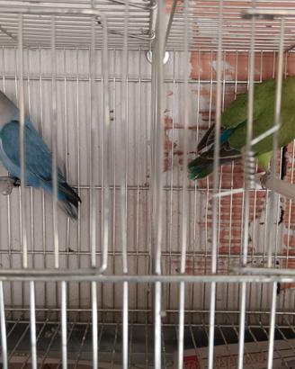 Inseparabili Coppia
