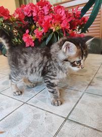 Gattino maschio