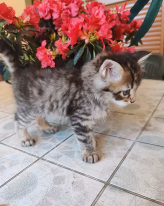 Gattino maschio