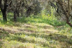 Terreno agricolo