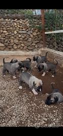 Cuccioli di kangal originali