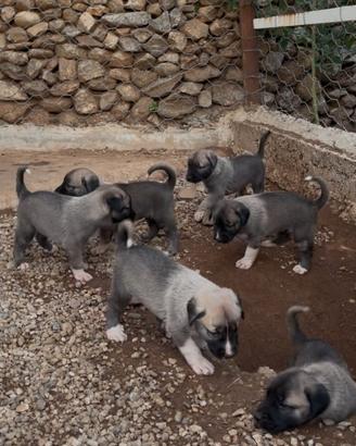 Cuccioli di kangal originali