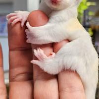 Petauro dello zuchero