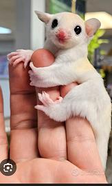 Petauro dello zuchero