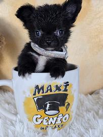 Chihuahua mini mini