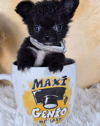 Chihuahua mini mini