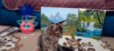 Maine Coon cuccioli
