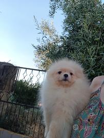 Spitz tedesco nano