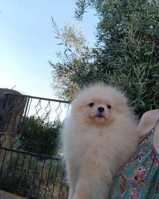 Spitz tedesco nano