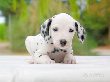 Dalmata maschio bianco e nero