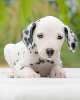 Dalmata maschio bianco e nero