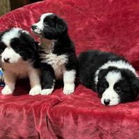 Border collie