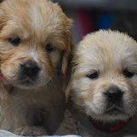 Cuccioli GOLDEN RETRIEVER