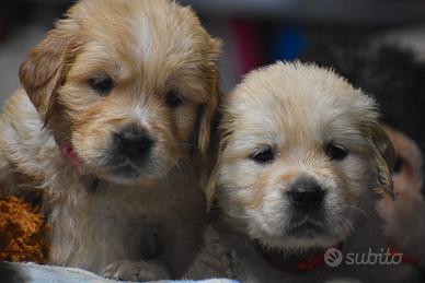 Cuccioli GOLDEN RETRIEVER