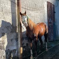 Puledra cavalla paint