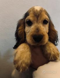 Cucciolo cocker spaniel inglese