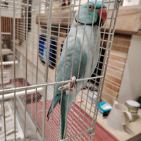 Pappagalli parrocchetti dal collore