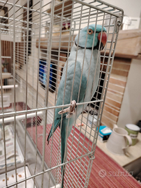 Pappagalli parrocchetti dal collore