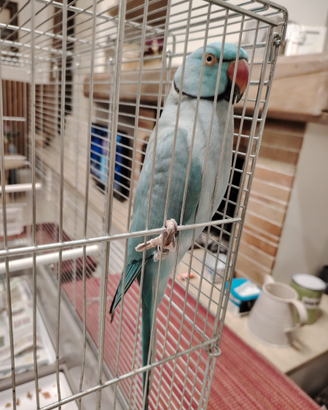 Pappagalli parrocchetti dal collore