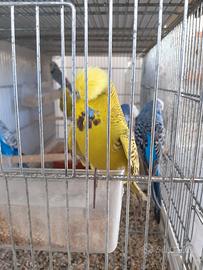 Coppia cocorite inglesi anellati foi giovani