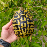 Tartaruga di terra femmina